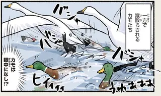 「家族の深い絆」。ハクチョウはいつも行動は一緒なんだけど...そうなの？／まだまだ！意外と知らない鳥の生活