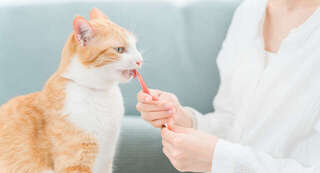 【高齢の犬・猫と向き合う】獣医師が教える「2つの最重要課題」