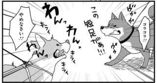 ライバルと突然遭遇してバトル発生！ 止まらないワンコに飼い主は？／あしょんでよッ ～うちの犬ログ～1