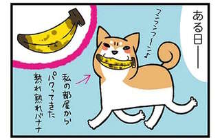 うちの柴犬が起こした「バナナ事件」。バナナをくわえた愛犬をスルーしたら悲劇が／ドヤ顔柴犬どんぐり