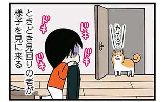 ビクッ...心臓に悪い！ 深夜作業中にやってくる「柴犬の見回り」／ドヤ顔柴犬どんぐり