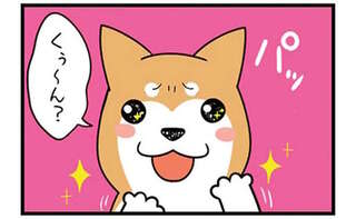 飼い主は思わず白目!? うちの柴犬が動物病院に行ったときの猫かぶりっぷり／ドヤ顔柴犬どんぐり