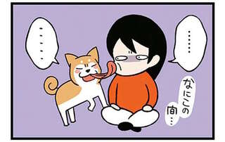 うちの柴犬に「やめてほしいこと」。ペロペロ攻撃もマイペースすぎて...／ドヤ顔柴犬どんぐり