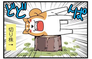 グシャアッ！ うちの柴犬は好きなものほどボディプレスを...／ドヤ顔柴犬どんぐり2