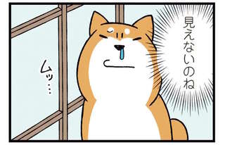 障子の外を見たかった柴犬。手段を選んでいられず...もう！／ドヤ顔柴犬どんぐり2