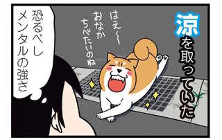うちの柴犬の「メンタルの強さ」。犬たちが怖がる道路の側溝なのには...／ドヤ顔柴犬どんぐり2
