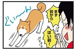 「どうしたの？」うちの柴犬が、わんと鳴くだけで周りをざわつかせる「理由」／ドヤ顔柴犬どんぐり2