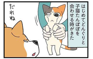 子猫と初対面した柴犬。一瞬で魅了されたようで...ペロペロ／ドヤ顔柴犬どんぐり3