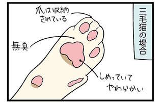 犬＆猫と暮らして初めて知った！ 肉球と爪がこんなに違う／ドヤ顔柴犬どんぐり3