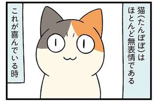 「表情豊かな柴犬」と「ほとんど無表情の子猫」どっちがかわいいか...結論は／ドヤ顔柴犬どんぐり3