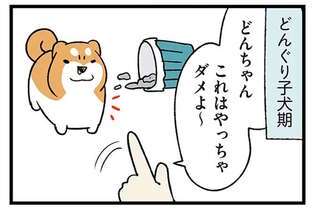 子犬期でも意思疎通できた柴犬。同じことを子猫に言ってみると...え？／ドヤ顔柴犬どんぐり3