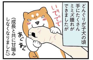 柴犬と三毛猫と暮らす日々。痛いけど可愛い...成長の共通点は／ドヤ顔柴犬どんぐり3