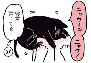 猫も「寝ぼける」。寝言まじりで...もうやめて...！／黒猫ろんと暮らしたら2