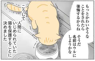 人間にいじめられ震えていた野良猫。警戒心が強まった猫を保護し「誓ったこと」は／にゃんかつ