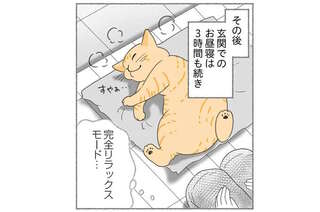 ガリガリでお腹を空かせていた野良猫。やたら人懐っこくて目の前で昼寝まで...保護する？／にゃんかつ