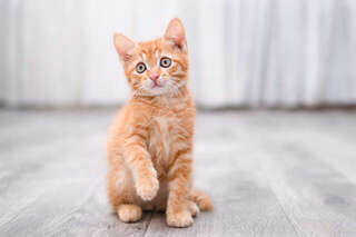 犬も猫も「おとなしくていい子」は要注意。隠れたストレスを見抜く方法を獣医師が解説