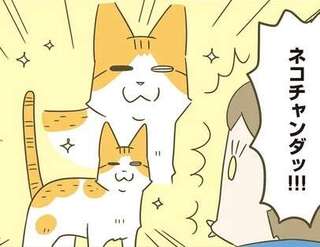 「えッ⁉ ネコチャンダッ‼」猫好き引っ越し業者さん。うちの猫の反応は...／うちの猫がまた変なことしてる。7