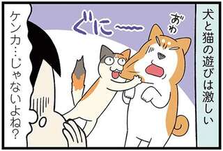 柴犬VS三毛猫の激しすぎる「じゃれ合い」。心配する飼い主だが...あれ？／ドヤ顔柴犬どんぐり3