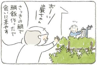 刺身、煮付け、潮汁...の鯛づくし！ 親友にもらった鯛で腕をふるうじいちゃん／ねことじいちゃん4