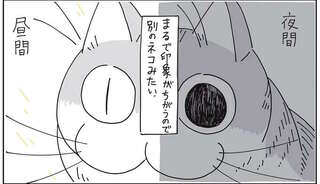 猫の目の不思議。瞳孔が激しく変わる瞬間を目撃したら...ビビった／夜は猫といっしょ