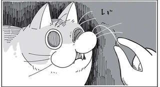 ヒゲを触られるのが嫌いな猫。ゴミがついてるからちょっと取らせて...!?／夜は猫といっしょ