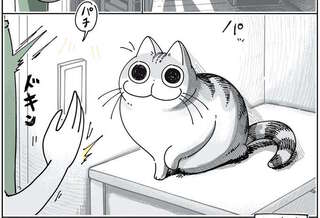 猫にびっくり＆ほっこり⁉ 突然現れるキュルガに飼い主は...／夜は猫といっしょ2