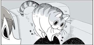 猫ってそんなところで...？ くつろぐ場所がなんだか心配／夜は猫といっしょ3