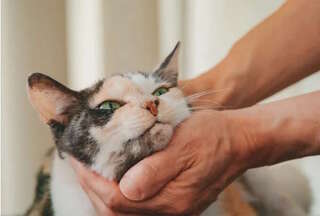 右後ろ脚がなくても元気いっぱい！ 治療室の看板猫になったミケちゃん／続 ミケちゃんとやすらぎさん