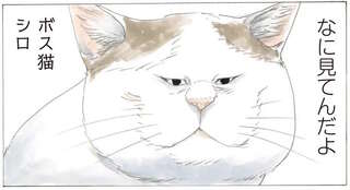 ミケちゃんがご飯を分けていたボス猫・シロ。孤独に生きた君は最後に何を思った？／続 ミケちゃんとやすらぎさん