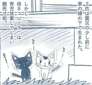 餓死寸前で保護した子猫。すくすく成長し、暴れん坊になった結果...／わたしのウチには、なんにもない。1