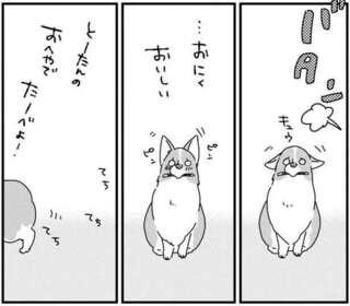 いじらしい愛犬のコーギー。おやつは「いつ、誰と食べるか」も重要!?／あしょんでよッ3
