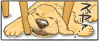 なんでそこで!? 愛犬のレトリバーがいちいち寝にくいところで...／今日もゴールデンレトリバーに癒されて