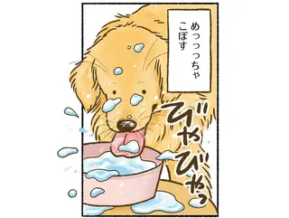 なんだか豪快な愛犬のレトリバー。水を飲むだけでこぼす、振り向く、そして...／今日もゴールデンレトリバーに癒されて