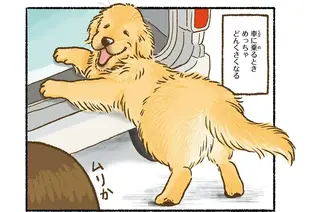愛犬レトリバーは、車に乗るときどんくさい...。でもそんな姿も／今日もゴールデンレトリバーに癒されて