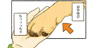 愛犬レトリバーの親指がかわいすぎる！ 体はこーんなに大きいのに...／今日もゴールデンレトリバーに癒されて