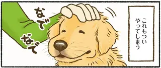 ゴールデンレトリバーに「ついやってしまうこと」。逆毛がかわいくて...／今日もゴールデンレトリバーに癒されて