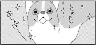 愛犬コーギーがお尻フリフリ耳をパタパタ。窓の外で何が起きてる？／あしょんでよッ5