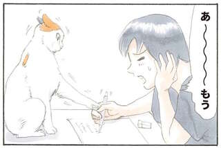 猫の「無邪気なちょっかい」。こっちは遊んでいるわけじゃないのに...／拾い猫のモチャ1