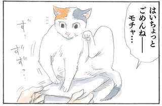 クリアファイルの上に鎮座する猫様。取ろうとしたら...なぜ？／拾い猫のモチャ1