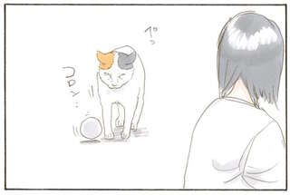 何かを待つ猫の「目的」は。ボールを持ってきてコロコロ、チラチラ...え？／拾い猫のモチャ1