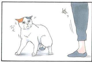 「あなた誰!?」と警戒する猫。フードとマスクを外してみたら？／拾い猫のモチャ4