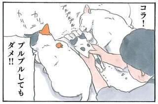 保護した子猫が心配は母。今日は先住猫のご飯に参戦して／拾い猫のモチャ5