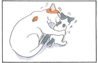 保護された子猫と先住猫。かわいがってくれているようで...／拾い猫のモチャ6