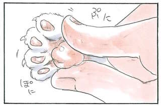 これは最高級の癒し...子猫のへそ天＆肉球チャンスに父が感涙／拾い猫のモチャ6