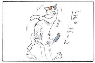 変だけど目が離せない「我が家の猫の謎行動」。しっぽを振っていたと思ったら／拾い猫のモチャ6