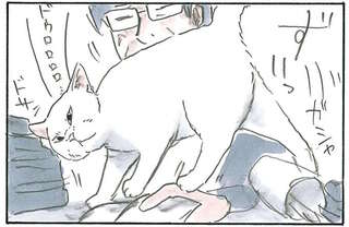 猫の「暴挙」。居場所がなければ私が作るとばかりに、飼い主の前で寝転ぼうと...／拾い猫のモチャ7