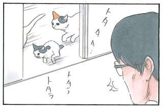 たまにしか来ない猫の「甘えん坊タイム」。父も便乗しようとしたら...え？／拾い猫のモチャ8