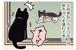 愛猫が大興奮！ 大好きなノラネコさんが赤ちゃんを連れてやってきた／黒猫ろんと暮らしたら5