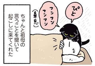 猫と帰省中。起きてこない飼い主に「起こしておいで」と放たれた祖母からの使者／黒猫ろんと暮らしたら6