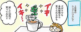 「今度こそ緑ほしいなー」自分の部屋に向いた植物を調べて...／おひとりさまのゆたかな年収200万生活